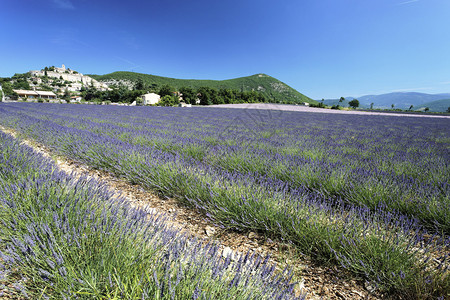 法国薰衣草田和巴农村的风景图片