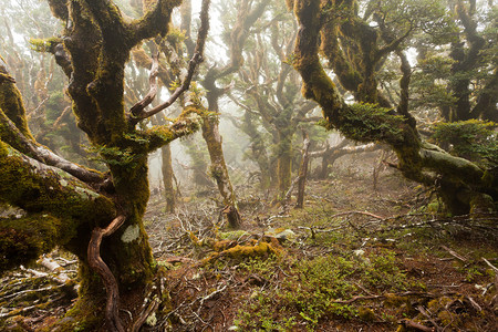 新西兰Marlborough的原始山林雨荒野中的图片