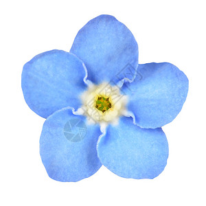 白背景上孤立的淡蓝色花朵Myosot背景图片
