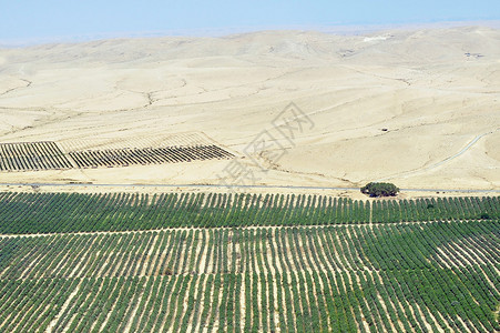 以色列内盖夫的沙漠农业图片