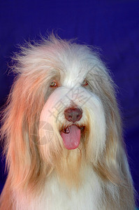 猫  狗一个美丽的长发的老英国牧羊犬bobtail狗头像背景