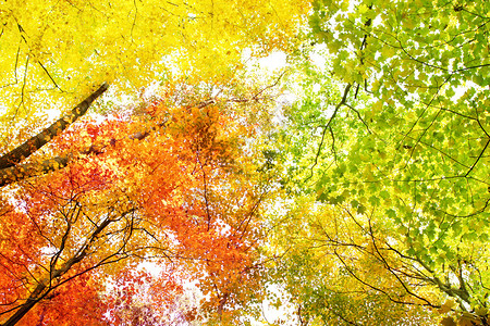 秋天颜色的树图片