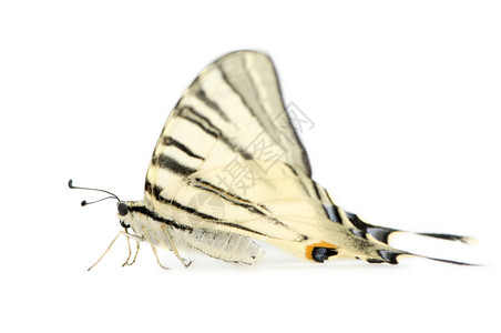 白色背景面前的燕尾蝴蝶Swallo图片