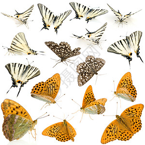 16只活蝴蝶在白色背景面前处图片