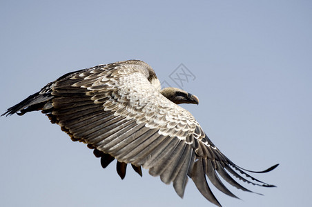 肯尼亚马赛拉的秃鹰图片