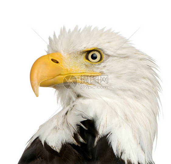 BaldEagle22岁HaliaeetusLeucocephalus图片