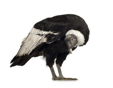 安第斯神鹰15岁Vulturwhyphus在图片
