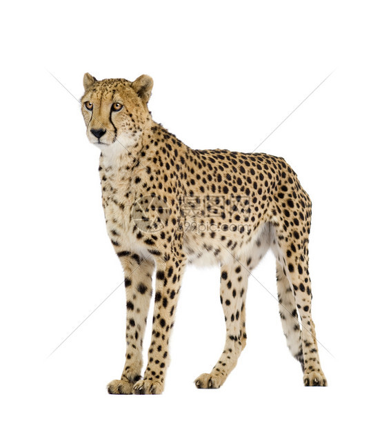 Cheetah白色背景面前的CinnonyxJ图片