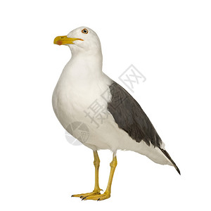 HerringGullLarusArgentatus3年在图片