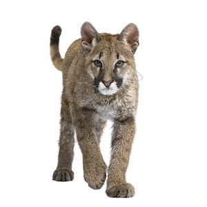 豹,美洲豹白色背景前的美洲豹幼崽美洲豹蛋白3背景