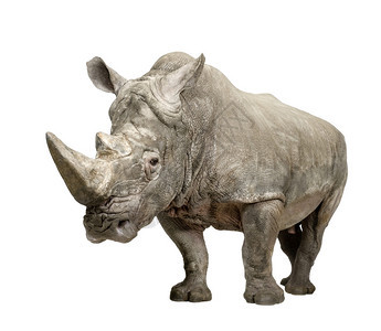 白犀牛或方唇犀牛Ceratotheriumsimum10年背景图片