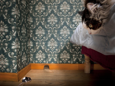 豪华老式房车里的猫捉老鼠图片