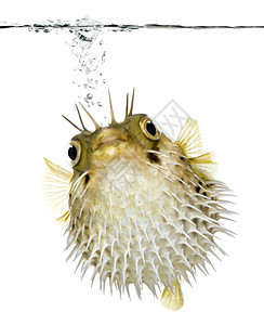 长刺豪猪鱼也被称为在水线以下游泳的多刺气球鱼图片