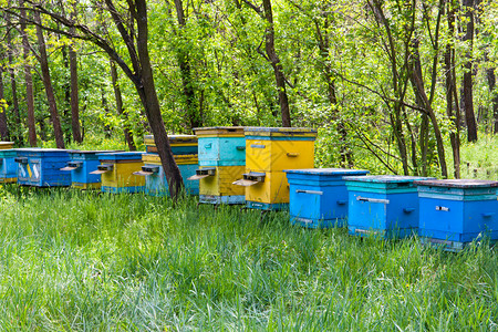 夏季绿色森林中的养蜂场图片