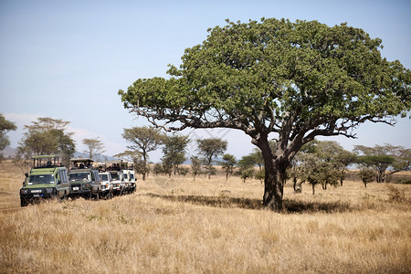 在非洲坦桑尼亚塞伦盖蒂塞伦盖蒂公图片