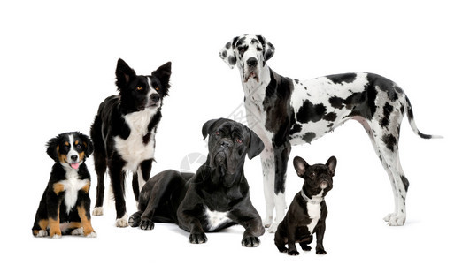 一群狗在白色背景前图片