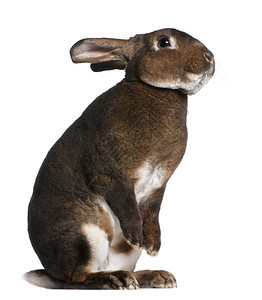 CastorRex兔子站在后腿的图片