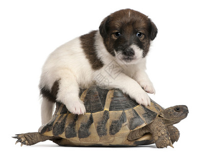 一个月大的福克斯泰瑞小狗和赫曼的乌龟图片