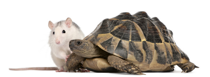 Rat和Hermann的乌龟图片