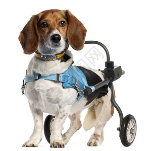 瘫痪的残障巴塞特阿泰辛诺曼底狗8岁图片
