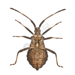 在白背景面前的甲虫种码头虫CorausPl图片