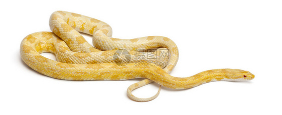 ButtermothleyCorn蛇或红鼠蛇图片