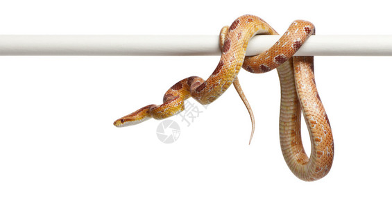 OkeeteealbinoCorn蛇图片