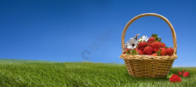 草莓在绿草地上的篮子里和树枝的天空背景上图片