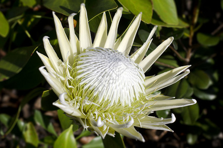 拟人花朵白王的蛋白质植物Cynnaroides背景