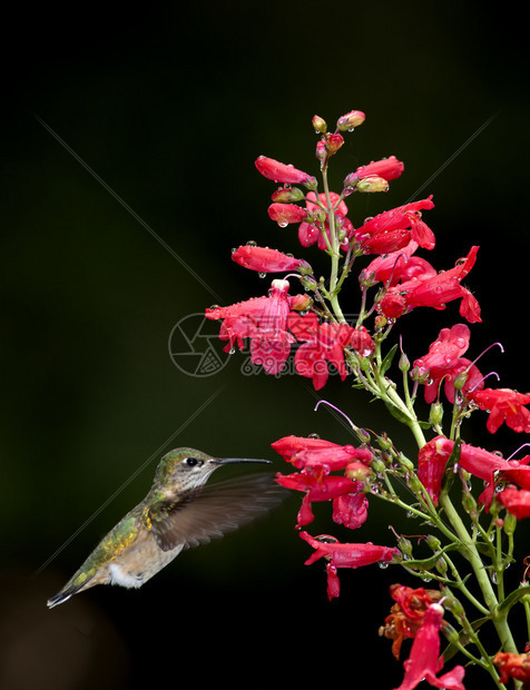 一只小的绿色蜂鸟以花为食图片