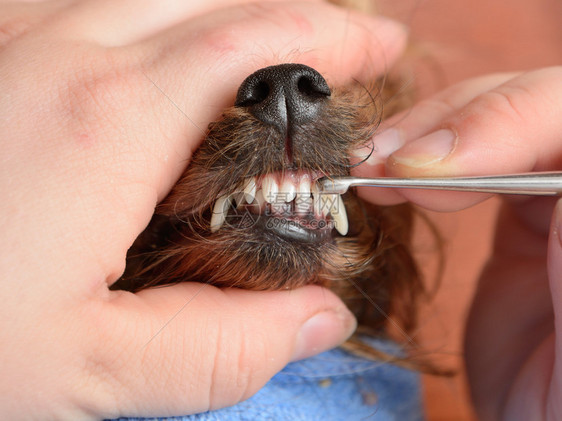专业的狗牙护理图片