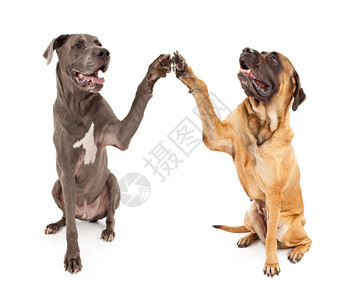 大丹犬和斑纹獒犬举起爪子致高背景图片