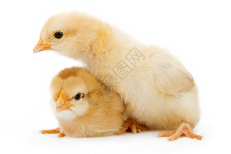两只新生的婴儿鸡背景图片