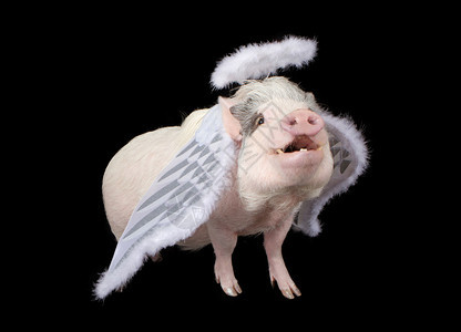 一只装着天使翅膀和光环的黑斑猪图片