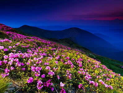 夏日山上花朵的粉图片