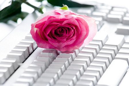粉红玫瑰芽照片躺在白图片