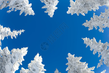 从下方观测雪覆盖的有蓝色天空图片