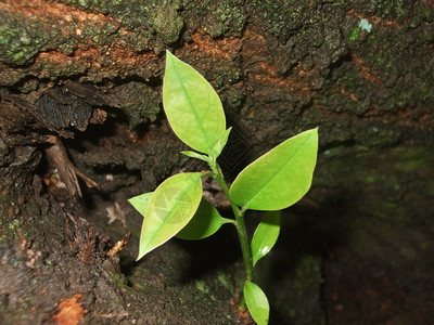 树干上出生的植物图片