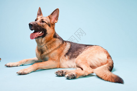 以浅蓝色背景被孤立的德国沙帕德狗摄图片