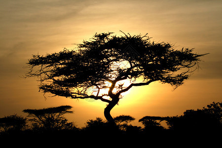 Serengeti野生动物养护区之上的太阳开垦图片