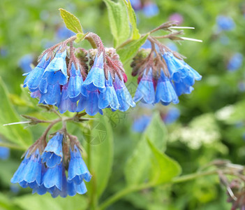 田野里的风信子花图片