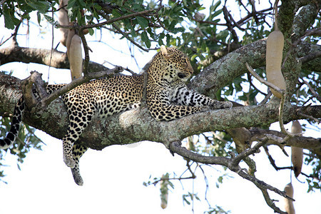 Leopard非洲肯尼亚MaasaiMa图片