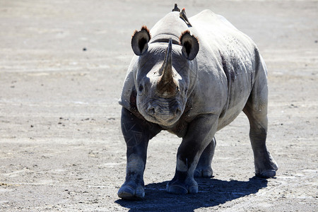 Rhino非洲肯尼亚努库图片