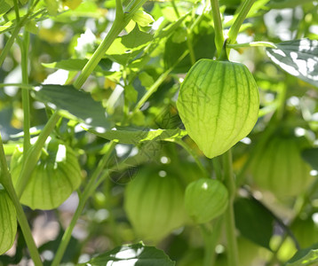 菜园里的番茄图片