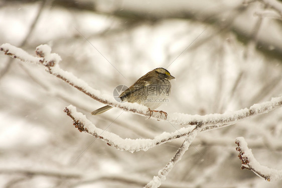 雪暴风雪发生后或进行中图片