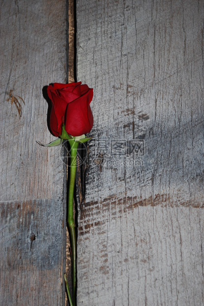 柔软的红玫瑰芽与古老董灰色谷仓木头形成浪漫和艺术对比独白的红玫瑰是图片