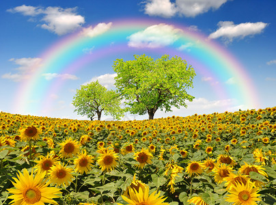 企业向日葵田上的彩虹与树背景