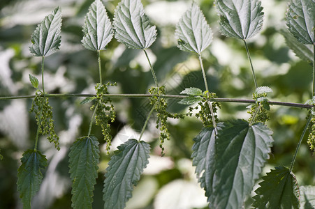 荨麻花一种药用植物图片