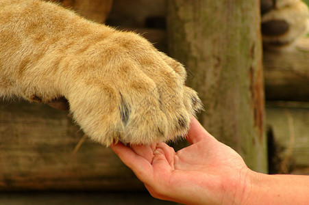 一只白种女人的白手和一只美丽的非洲狮爪背景图片