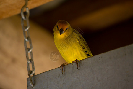 一只黄色的鸟看着镜头图片
